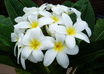 send you one white flower plumeria plant cutting