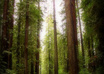 send you a gorgeous postcard of the Humboldt redwoods small1