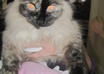 take a picture of my adorable Kitty with your message