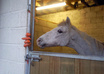 give you a list of Horse Recipes to make at home