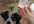 dog Fetch Your Video Message