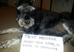 take a picture of my mini schnauzer dog with your message small1