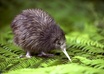 send you a photo of anything you like from New Zealand