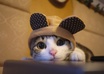 Cute_kittch