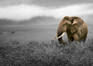 colorsplash any 2 photo for you small1