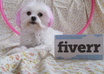 let my Pink Maltese Dog jump through a Pink hoop with your personalized message small1