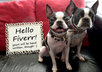 Fiverraddogs