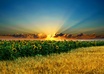 use photoshop to color correct images or enchance them