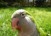 make a cute bird video small1