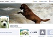Labradorsfiverr