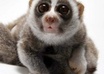 write a short 300 word childrens story about any animal of your choice