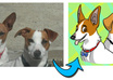 draw your pet as a cartoon character