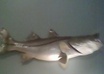 instruct you on how to fish and underwater hunt the waters of Florida