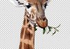 remove the background of up to 3 pictures and make the background transparent small1