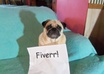 take 5 pictures of my pug with your message