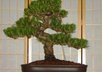 provide advice on taking care of your Bonsai Trees
