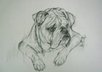 draw a cute picture of your pet