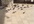 feed pigeons in my area