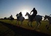 give you Powerful Polo Playing Tips and Instructions