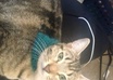 crochet your cat or small dog a bandana scarf