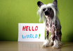 take a picture of the cutest Chinese Crested with your message