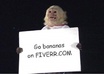 write anything you want on the sign the monkey is holding