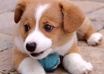 show you in a step by step fashion how to completely train your new puppy from housebreaking to controlling barking