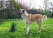 give you answers on your questions concerning your dogs health