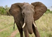 answer your African safari questions