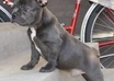 my Blue French Bulldog can model