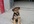 make video, exclusively for you, of me feeding a street dog