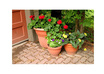grow a plant by your name for lifetime