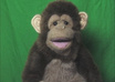 record a video message using a Monkey Puppet small1