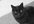 buy food and feed an alley street cat that always come to my house