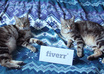 take a picture of your sign with my twin cats small1