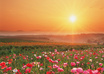plant 5 flowers in my garden to save the world