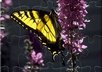 create a fun, interactive jigsaw puzzle from your photo