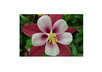 send a beautiful flower postcard to you