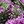 purpleintx