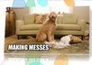 brand a dog training video niche with your website and message small1