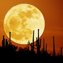 moonchild67