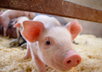 give you a link to download 1000 Stock Video Clips of Animals Royalty FREE to use immediately