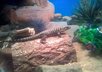 give you tips or advice on reptiles.