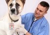answer your veterinary questions and give you high quality advices as best as I can