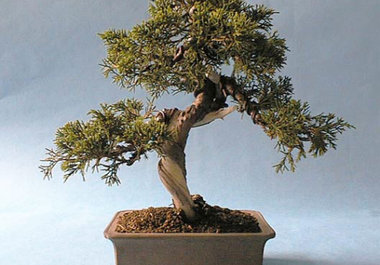 teach You to Raise and Care for a Bonsai Tree big1