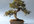 teach You to Raise and Care for a Bonsai Tree