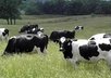 provide a link for a high quality stock footage AVI video clip of cows 1 small1