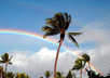 Palmtreerain