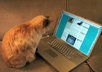 post comments on over 40 blog posts related to your keywords giving you backlinks