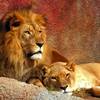 smilodon